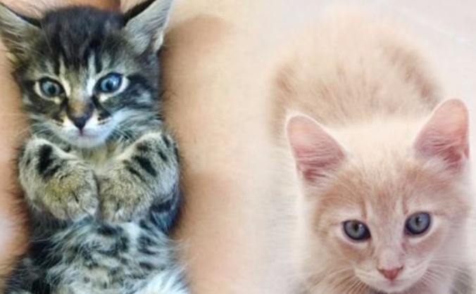 Help Luna & Dobby get their plane tickets!