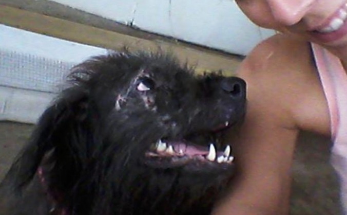 Kindness for Canines - 160 Dogs in Romania