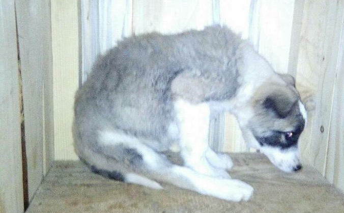 Hope for Alfie
