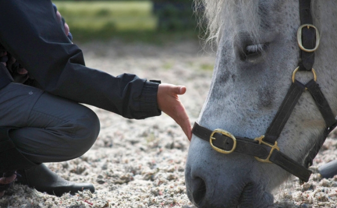 Adventures with Horses
