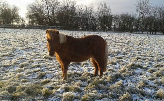The Horses Voice Winter Fundraiser