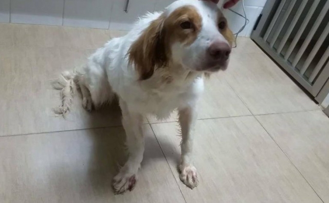 NORA THE BRETON's (Brittany) LEG SURGERY