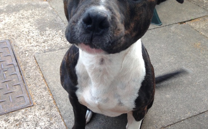 Christmas for Birmingham dogs home