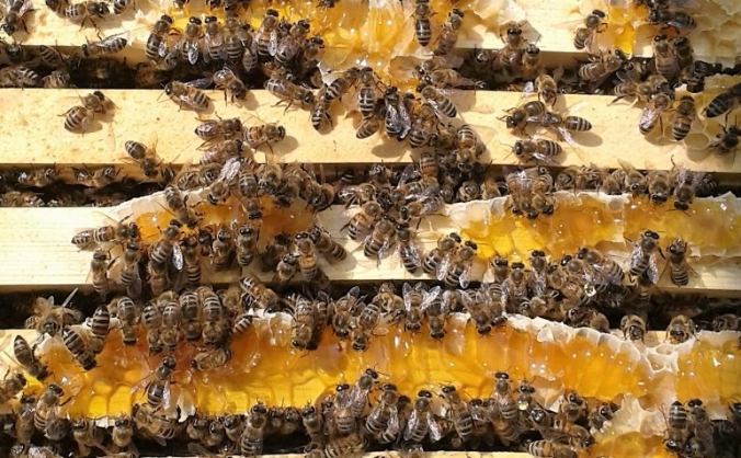 Beeshack investing in our honey bees