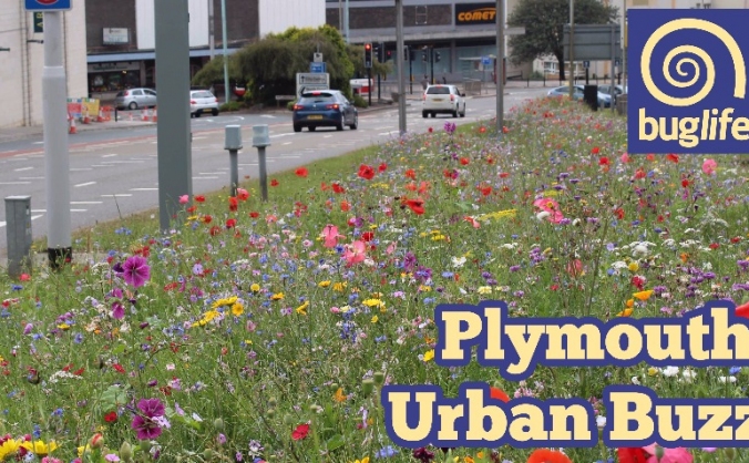 Plymouth Urban Buzz