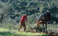 Palestinian olive harvest; photo and video project