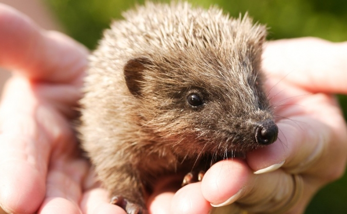 Crowdfunding for the Happy Hedgehog rescue centre!