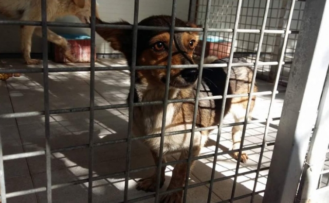 2 Dashchund Type Dogs Need Rescue Help