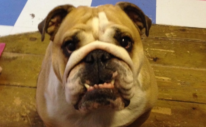 Please help me to pay Twiggy's vet bill