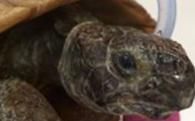 Tilly the tortoise fundraiser