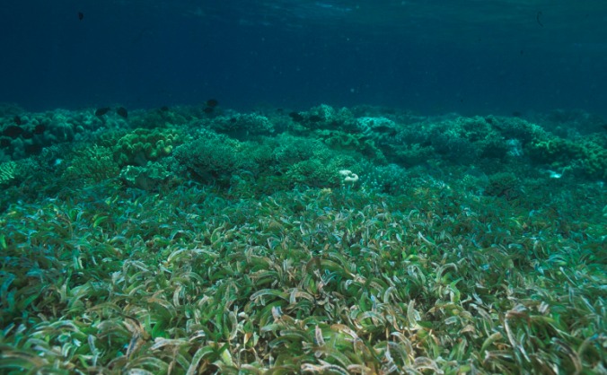Seagrass Ecology research in Indonesia