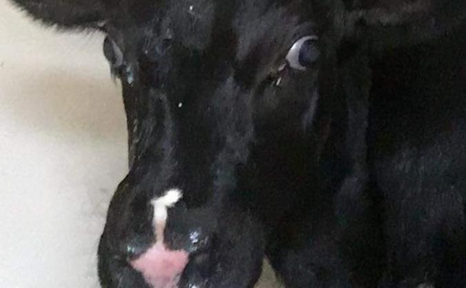 Saving My Dad's Dairy Farm