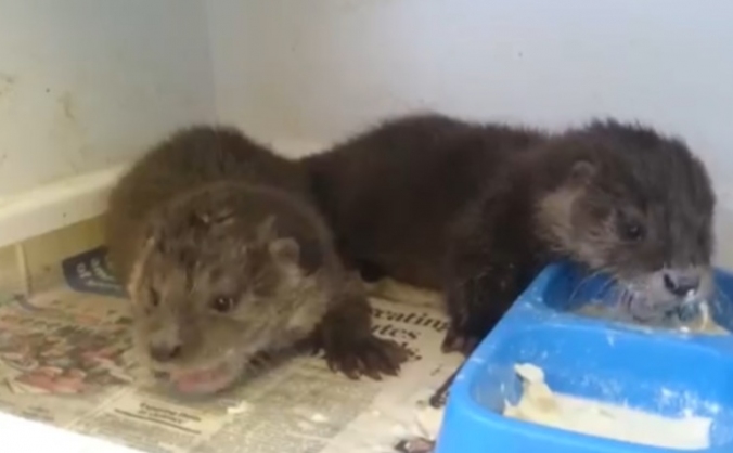 You really otter help buy these guys a pool!