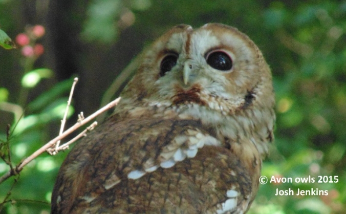 Give a hoot, give a home