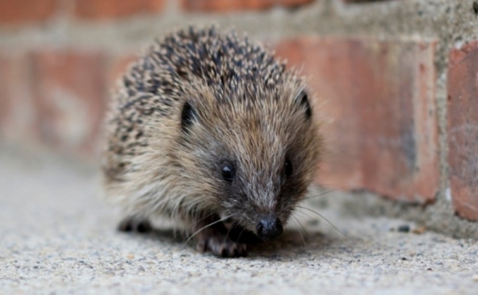 The Last Hedgehog in Gloucestershire?