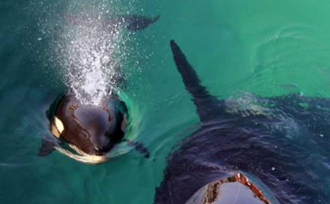 Help Chris swim with Killer Whales and Humpbacks