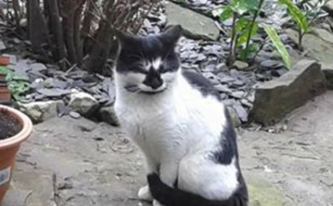 HELP ME CARE AND FEED FOR THE STRAYS OVER WINTER