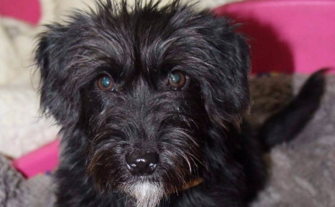 Tansporting special needs dog 'Mouse' from Serbia