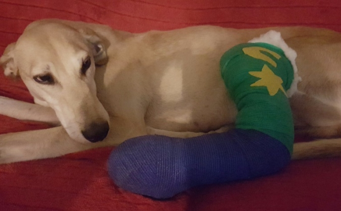 Save Caspers leg
