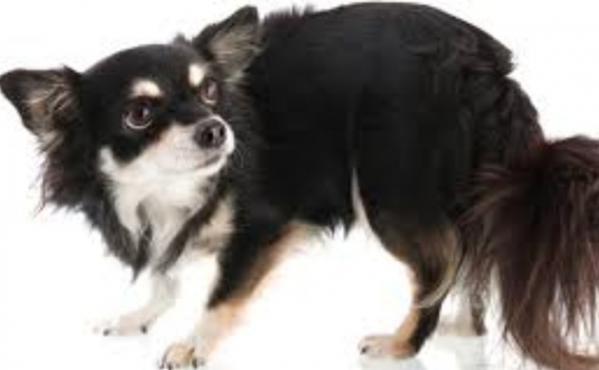 Dog Grooming for Nervous Dogs