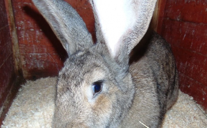 tameside rabbit and guinea pig rescue