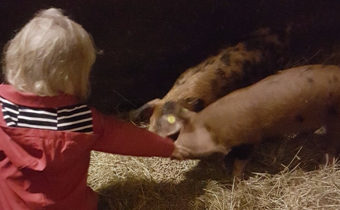Smallholding - Pedigree Sheep and Pig Breeding