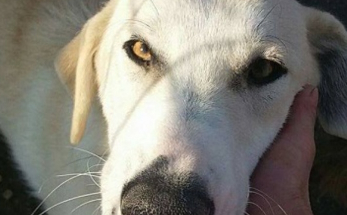 Bring Vilma to the UK from Romania