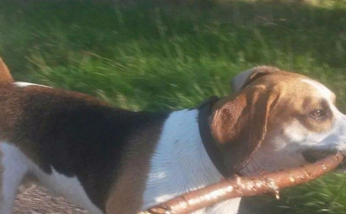Help find Charlie the Beagle