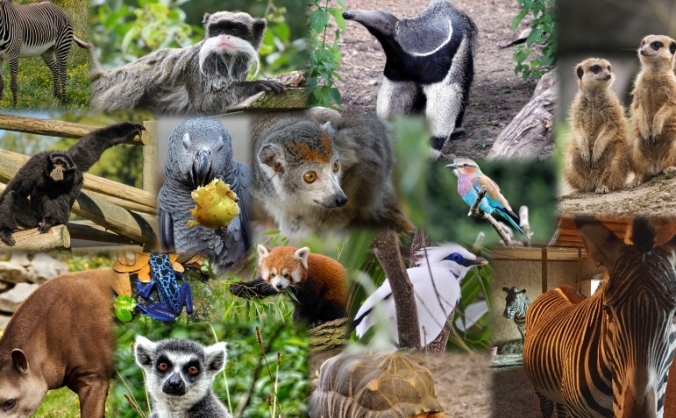 Crowdfund Fife Zoo