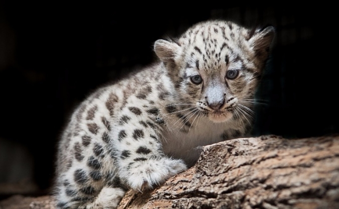 Snowleopards Left