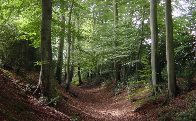 Ancient Woodland Protection