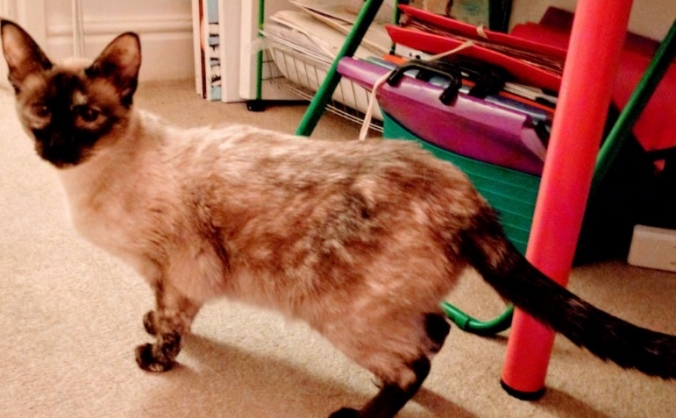 Raising money for Vets bills for Seal Tortie Girl