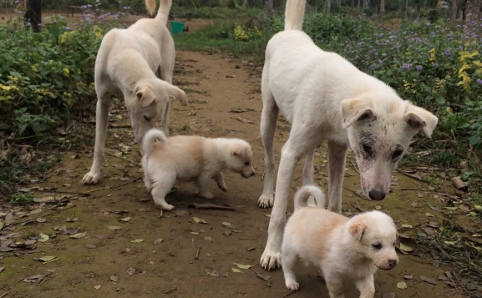 Hathi Needs Your Help!