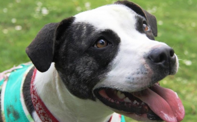 Crowdfunding for Ruby's Recovery