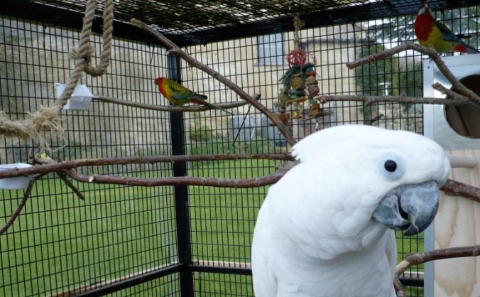 Outdoor aviaries