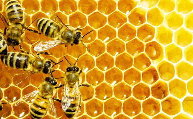 Bees Need you: the Buzzing hive 2