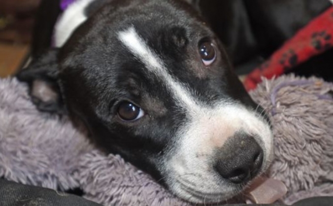 Help Pixie get the life she deserves