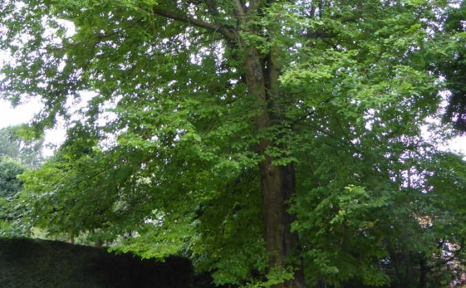 Resistant Elm Tree Colony in Sheffield