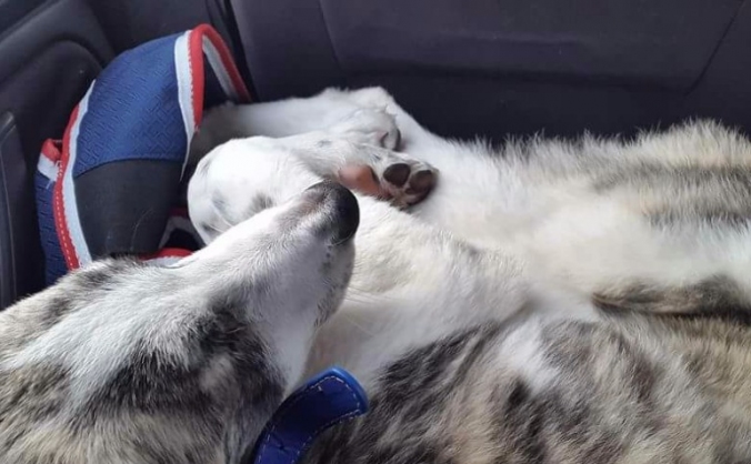 Keefe's rescue dog's vet bill