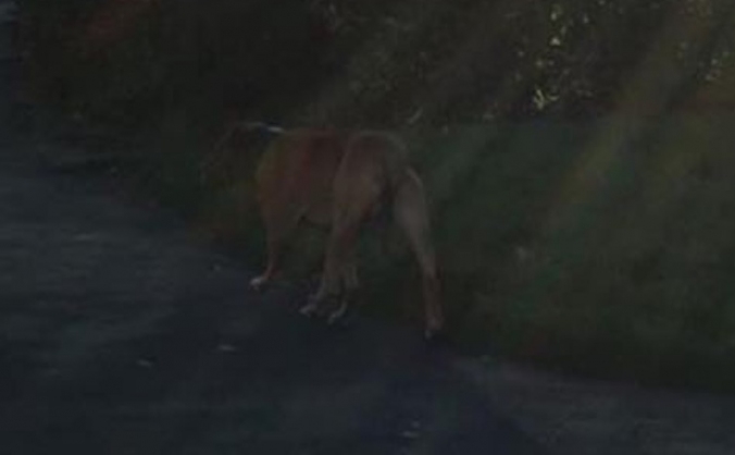 Ludo The Unknown Dog