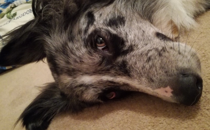 Help Blue get the bionic hips he needs!