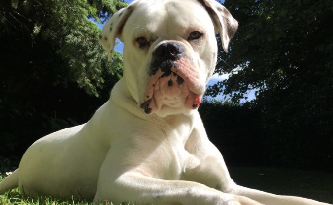 Bruno's Cruciate Ligament Op