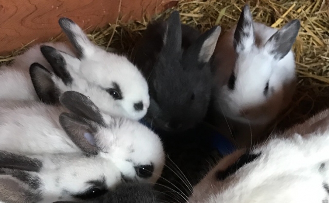 Rescue rabbits vaccination