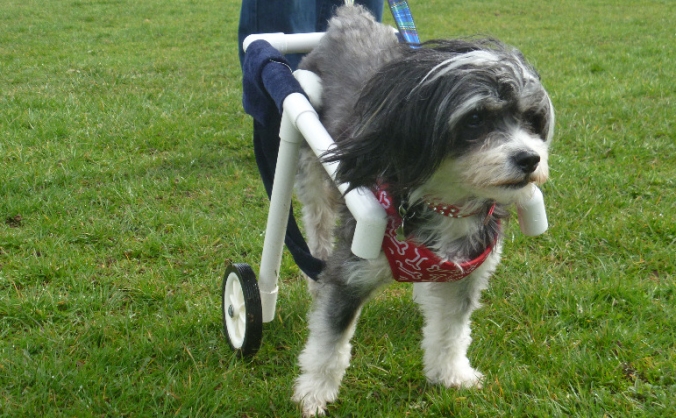 Puffy's Wheels Appeal