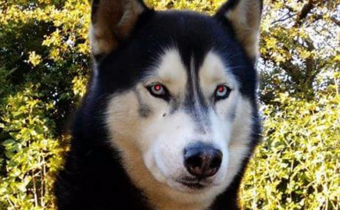 Help Sire walk again