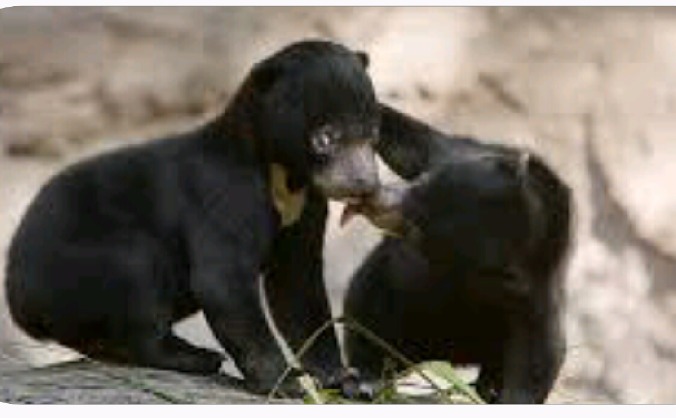 Expedition to support social projects in Borneo