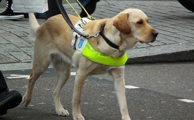 Funding a seizure response dog for Hayleigh!