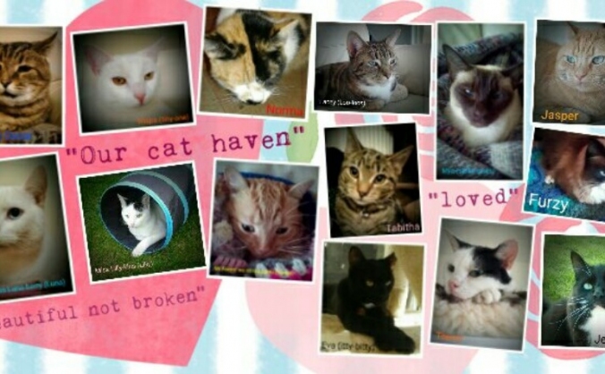 OUR CAT HAVEN vets fees help !!