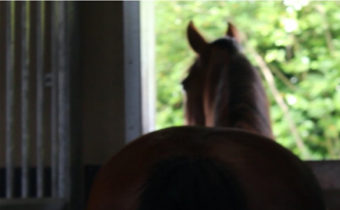 Riding coach training