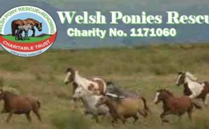 Welsh Pony Rescue & Rehoming
